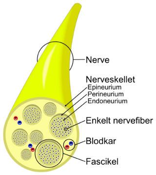 Nerve anatomy