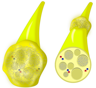 Neuronomer