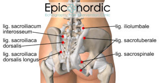 Bækkensmerter ligamenter